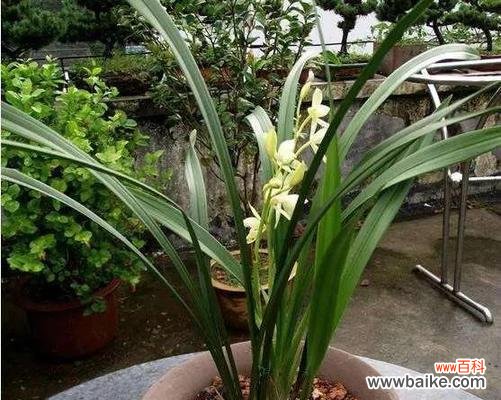 以养兰花的寓意 养兰花,体味生命之美