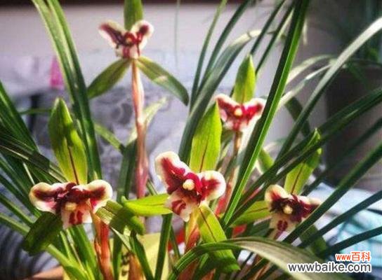 以养兰花的寓意 养兰花,体味生命之美