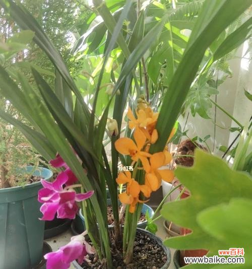 以养兰花的寓意 养兰花,体味生命之美