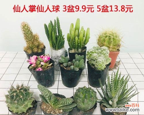 揭开多肉仙人掌的花语密码 多肉仙人掌之花语的奇妙世界