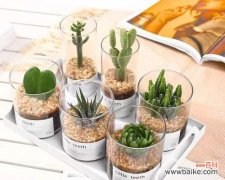 揭开多肉仙人掌的花语密码 多肉仙人掌之花语的奇妙世界