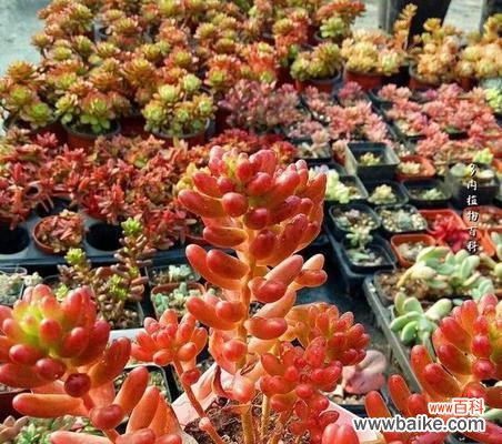 探寻多肉紫丁香花的奥秘 多肉紫丁香的花语与寓意