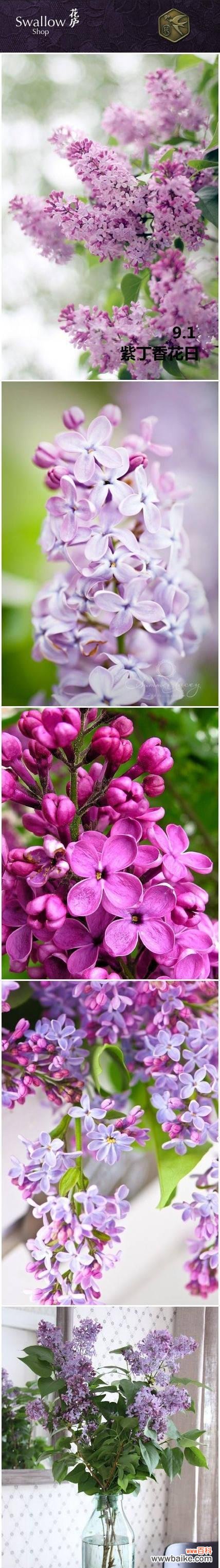 探寻多肉紫丁香花的奥秘 多肉紫丁香的花语与寓意