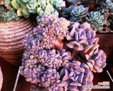 探寻多肉紫丁香花的奥秘 多肉紫丁香的花语与寓意