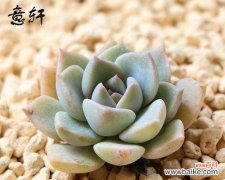 探寻多肉白牡丹的花语 多肉白牡丹