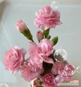 探秘多头康乃馨的丰富含义 多头康乃馨