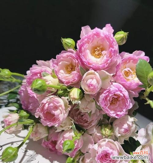 多头泡泡玫瑰 多头泡泡玫瑰的寓意与美丽