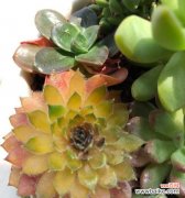 以紫牡丹花语为主题 多肉紫牡丹花语