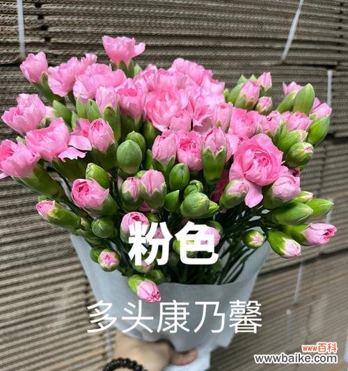 康乃馨的寓意与象征 多头康乃馨