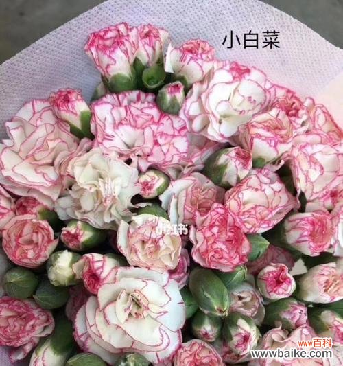 康乃馨的寓意与象征 多头康乃馨