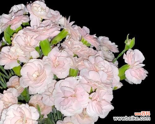 康乃馨的寓意与象征 多头康乃馨