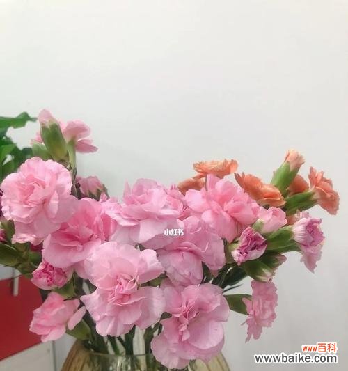 多头康乃馨的丰富寓意与独特之美 多头康乃馨的花语与象征意义