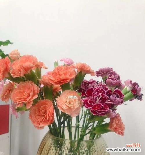 多头康乃馨的丰富寓意与独特之美 多头康乃馨的花语与象征意义