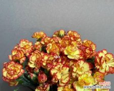 多头康乃馨的丰富寓意与独特之美 多头康乃馨的花语与象征意义