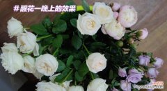 探寻多头玫瑰九星蓝狐的妖艳与神秘 多头玫瑰九星蓝狐