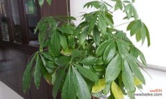 探究发财树叶子发黄的原因与解决方案 发财树叶子发黄的寓意及应对方法