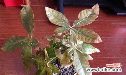 探究发财树叶子发黄的原因与解决方案 发财树叶子发黄的寓意及应对方法