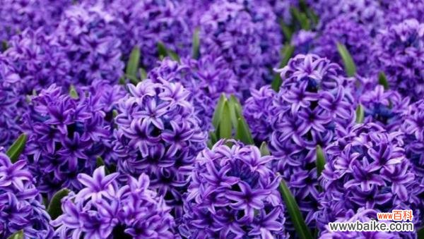 了解粉风信子的花语 以粉风信子的花语是什么