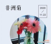 揭开非洲菊花的神秘面纱 非洲菊花