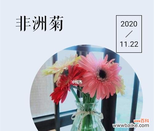 揭开非洲菊花的神秘面纱 非洲菊花