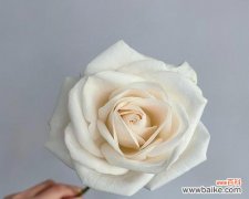 美丽的花朵中蕴藏的深意 探寻芬德拉玫瑰花语的神秘力量