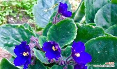 揭秘非洲紫罗兰的花语 非洲紫罗兰