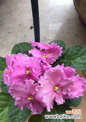 揭秘非洲紫罗兰的花语 非洲紫罗兰