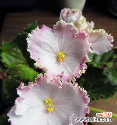 揭秘非洲紫罗兰的花语 非洲紫罗兰