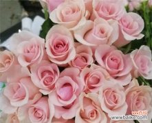 美丽的花朵传达着爱情和温柔 以粉佳人玫瑰代表的含义