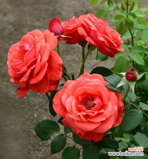 唤醒内心深处的温柔与浪漫 粉红月季花的花语