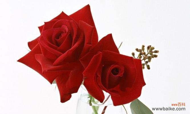 寓意深刻的花语传递爱情 解析29朵玫瑰的含义