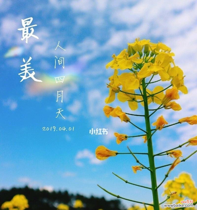 展现春天的美丽与希望 油菜花的花语与寓意