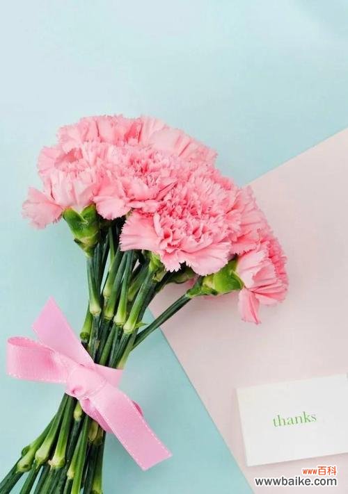 深入解读康乃馨花语及其寓意 康乃馨花语——爱与感恩的象征