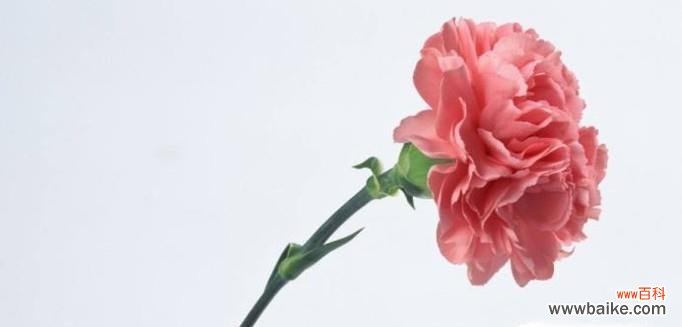 深入解读康乃馨花语及其寓意 康乃馨花语——爱与感恩的象征