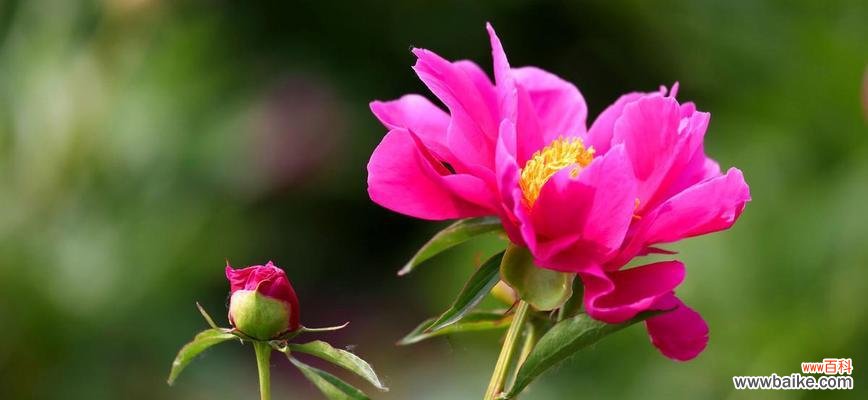 白芍药花语的含义和文化价值 白芍药,花语悠长