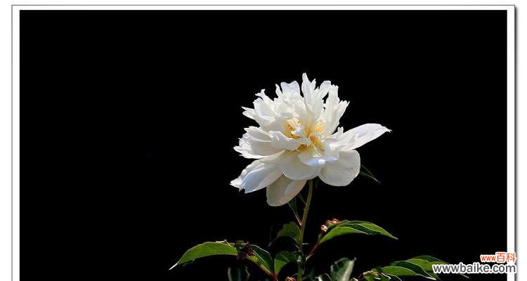 白芍药花语的含义和文化价值 白芍药,花语悠长