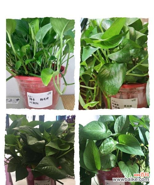 探寻绿萝的神秘之处 《绿萝的花语及其寓意》