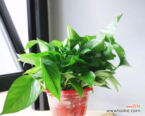 探寻绿萝的神秘之处 《绿萝的花语及其寓意》