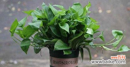 探寻绿萝的神秘之处 《绿萝的花语及其寓意》