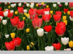 探究郁金香的象征意义与文化价值 郁金香——花开富贵，寓意绚烂