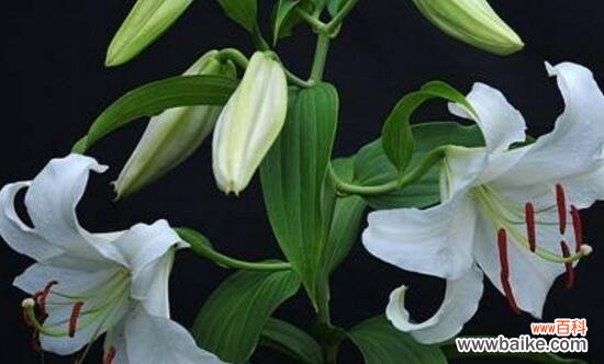 探秘百合花的美丽传说与文化背景 圣心百合花语与其象征意义