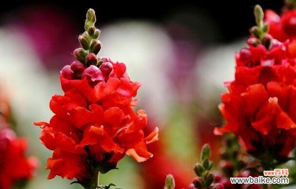 探究千日粉花语所代表的含义 千日粉花语的深刻内涵