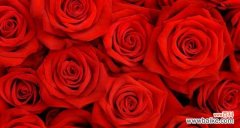 深入了解红玫瑰的文化内涵与神话传说 红玫瑰的含义与传说