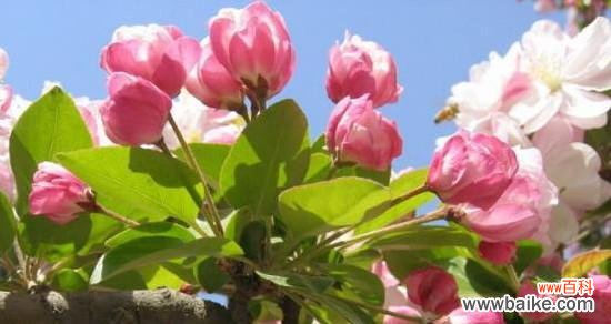海棠花花语的千姿百态与背后深刻的含义 海棠花的花语与寓意