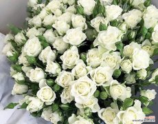 白玫瑰的美丽、神秘和感人之处 纯洁之花——白玫瑰的花语与寓意