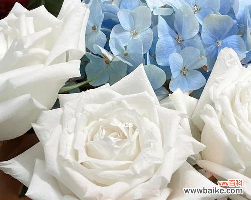 白玫瑰的美丽、神秘和感人之处 纯洁之花——白玫瑰的花语与寓意