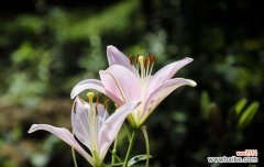 探寻百合花在文化、宗教和美学中的角色 百合花的寓意和象征意义