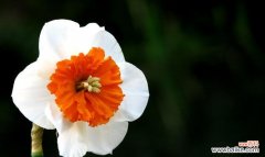 探索洋水仙的花语及其象征意义 洋水仙花语——爱与纯洁之花