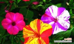 花语中的颜色之谜与以夜来香的隐秘之美 以夜来香的花语揭示的秘密