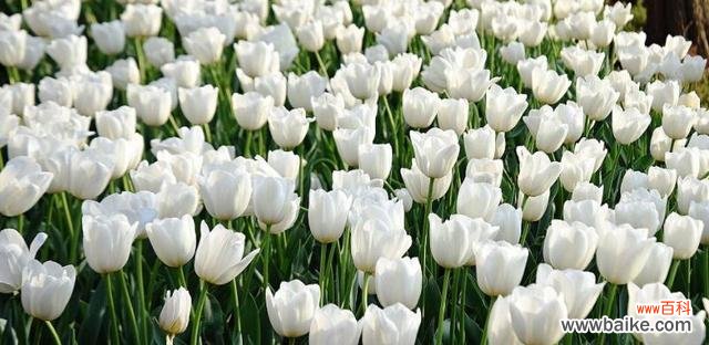 探寻野生郁金香的神秘花语 野生郁金香的花语与意义